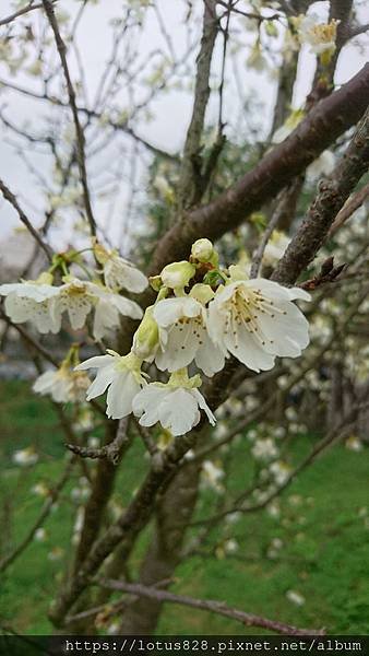 DSC_0131.JPG