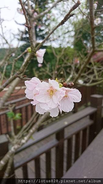 DSC_0133.JPG