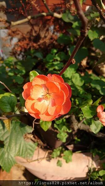 DSC_0243.JPG