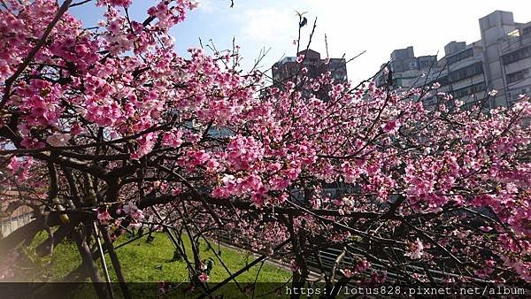 DSC_1419.JPG