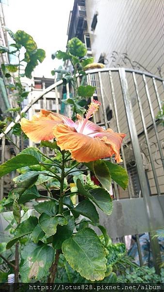 DSC_2957.JPG