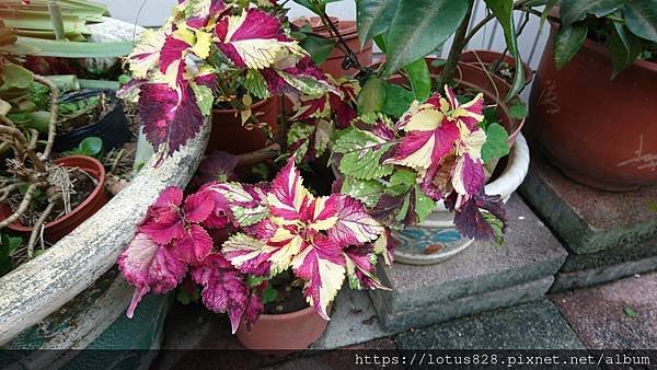 DSC_3931.JPG