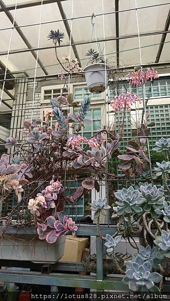 DSC_3935.JPG
