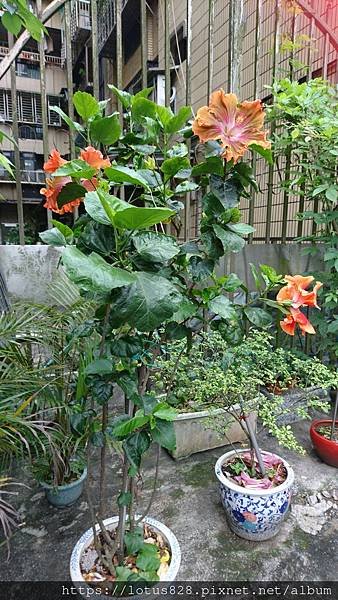 DSC_3938.JPG