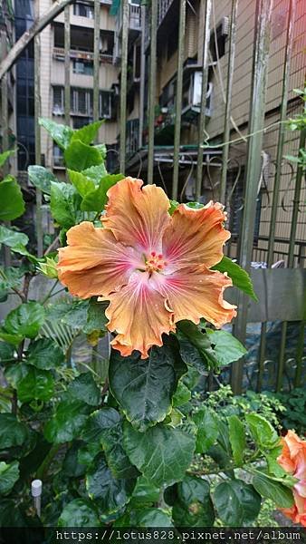 DSC_3939.JPG