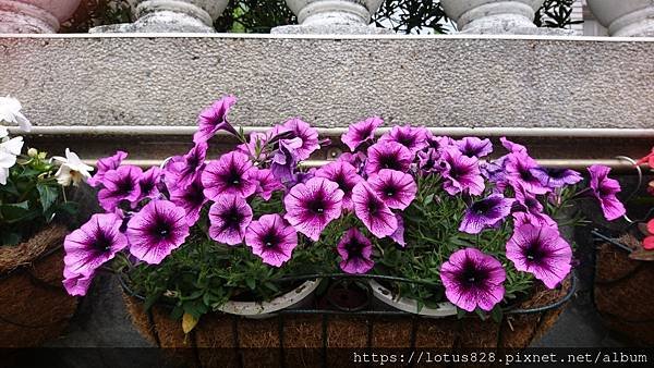 DSC_3903.JPG