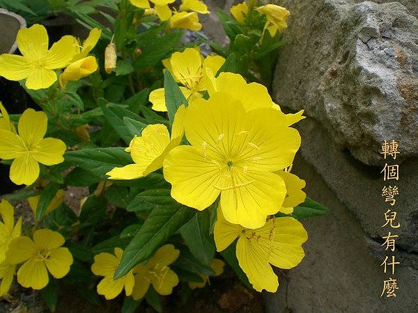不知名花1.jpg