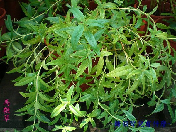 馬鞭草.jpg