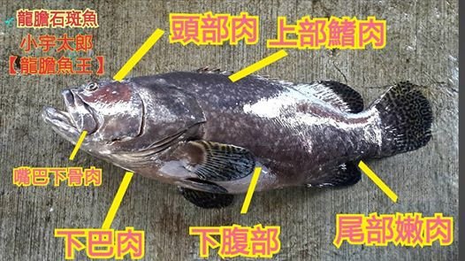 【活魚現殺:龍膽石斑】 人間美味龍膽石斑魚 