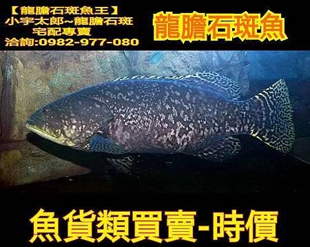 龍膽石斑魚介紹 洽詢0982977080