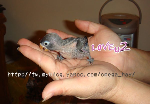紫羅蘭牡丹幼鳥