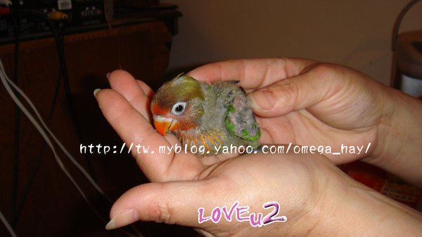 紅牡丹幼鳥