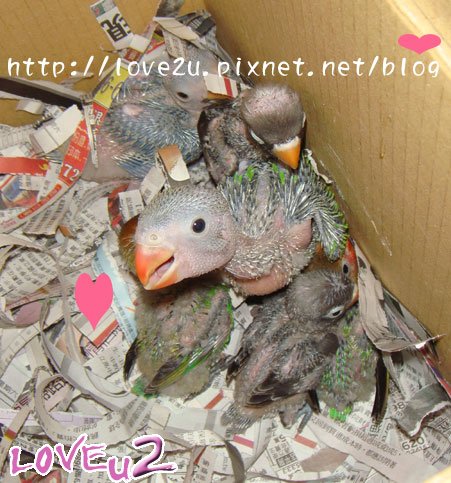 幼鳥們合照