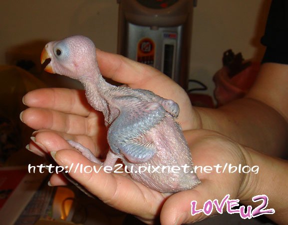 大格月輪幼鳥