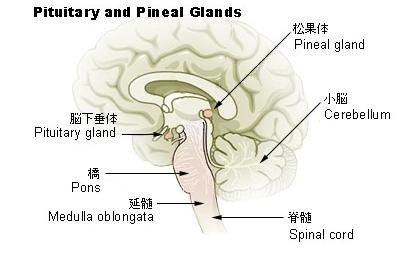 illu-pituitary-pineal-glands-ja.jpg