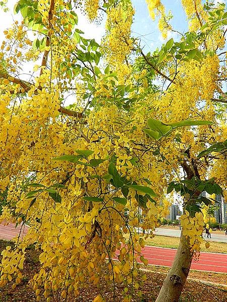 10410304_698858410224436_6604642944718885363_n_副本