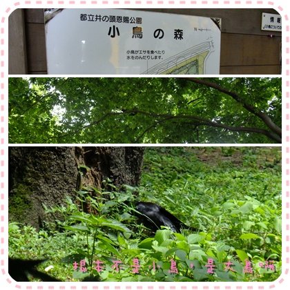 大鳥之森.jpg