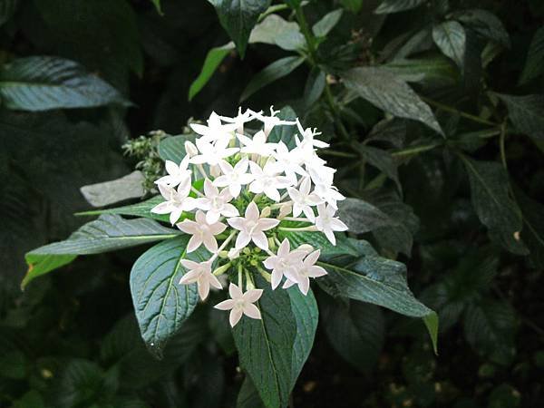 IMG_2663.JPG