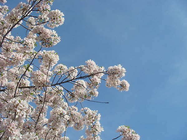 sakura &amp; the sky