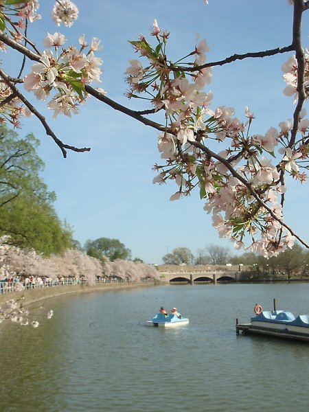 sakura &amp; tidal basin