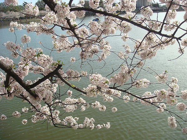 sakura and the tidal basin