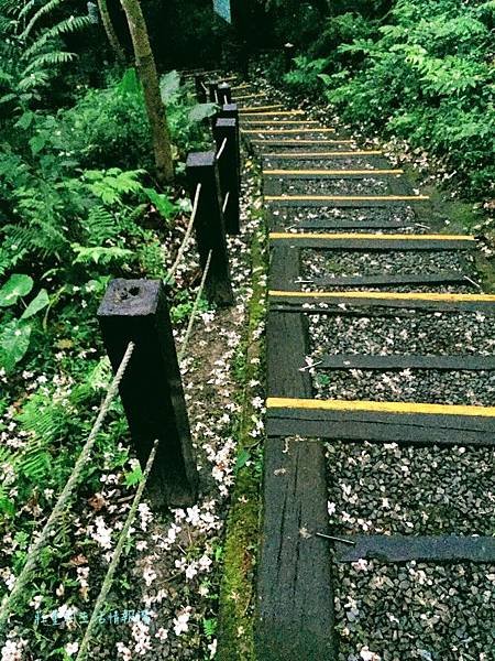 土城景點》【土城桐花公園步道】賞螢火蟲火金姑和五月雪白油