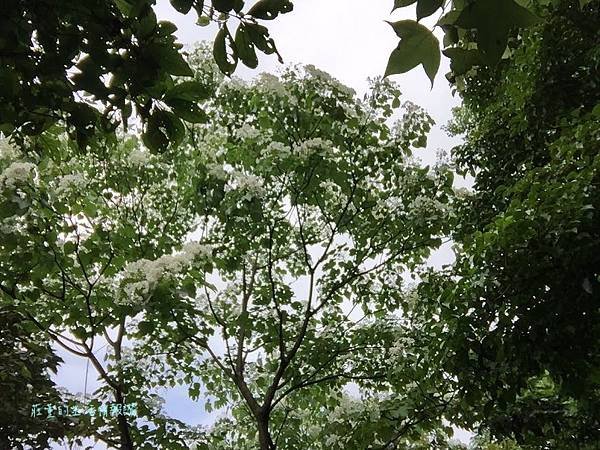 土城景點》【土城桐花公園步道】賞螢火蟲火金姑和五月雪白油