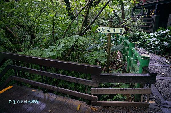 2019【土城桐花公園】賞螢步道