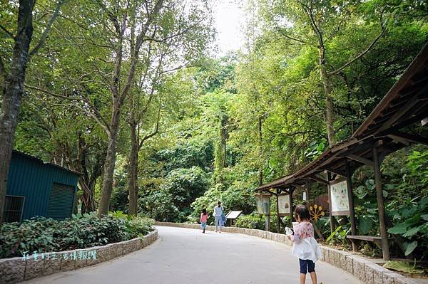 新莊在地的秘密小森林【新莊青年公園】新莊踏青景點