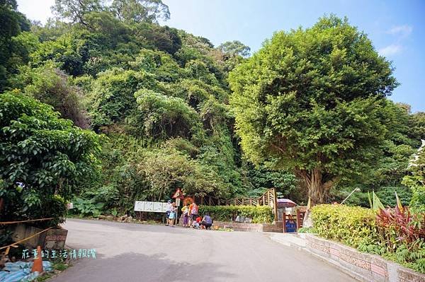 新莊在地的秘密小森林【新莊青年公園】新莊踏青景點