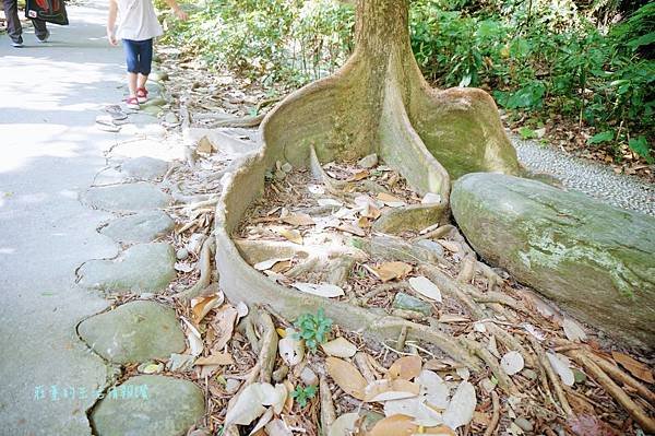 新莊在地的秘密小森林【新莊青年公園】新莊踏青景點