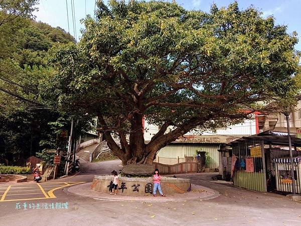 新莊在地的秘密小森林【新莊青年公園】新莊踏青景點