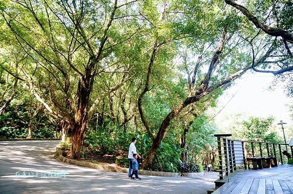 新莊在地的秘密小森林【新莊青年公園】新莊踏青景點