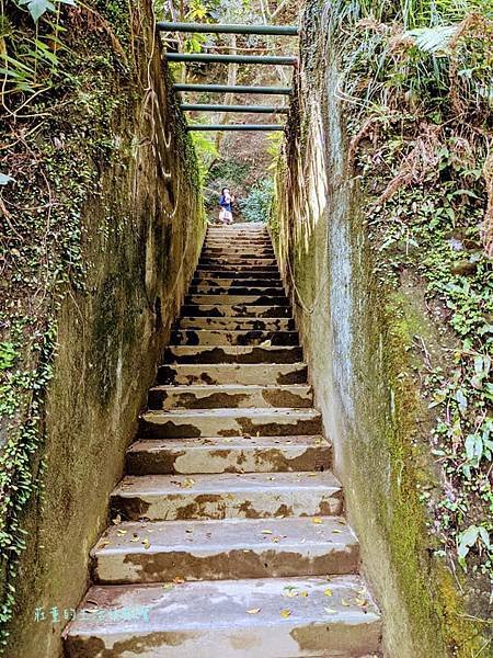 新莊在地的秘密小森林【新莊青年公園】新莊踏青景點