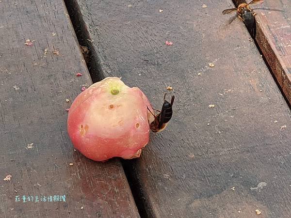 桃園特色公園「大有梯田生態公園」森林挑戰區超好玩!可戲水! 