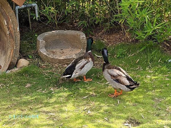 桃園特色公園「大有梯田生態公園」森林挑戰區超好玩!可戲水! 