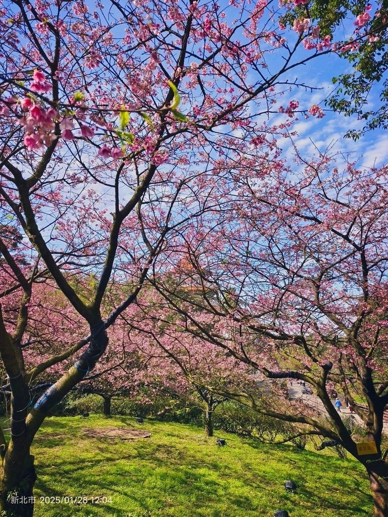 新北市景點》淡水天元宮櫻花全紀錄~天壇週邊、天元宮後山賞三色