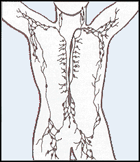 Lymphatic_system_thumb_thumb