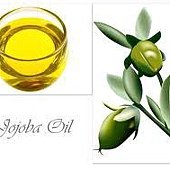 Jojoba 3.jpg