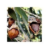 Jojoba 9.jpg