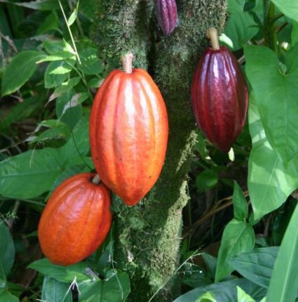 cocoa-butter11.jpg