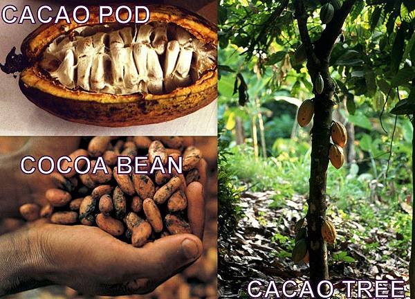 cocoa-butter10.jpg