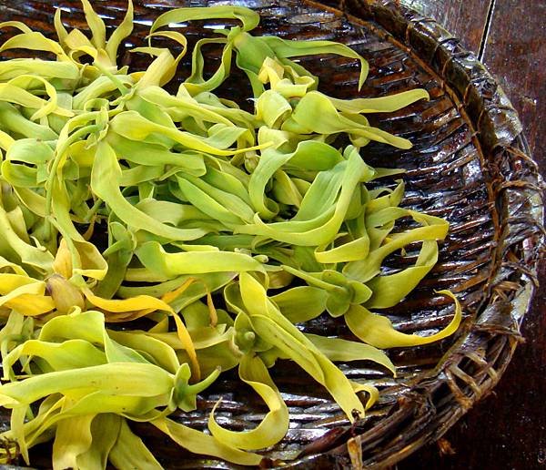 ylang-ylang1.jpg