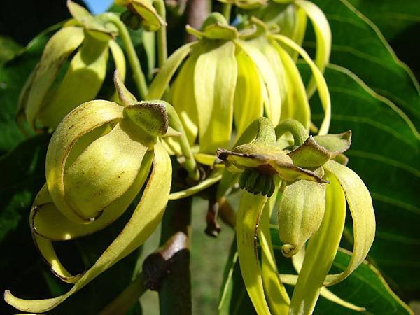 ylang-ylang6.jpg