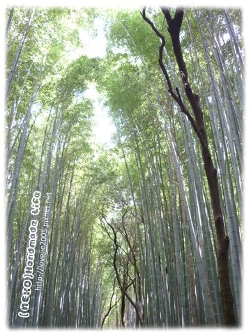 嵯峨嵐山竹林