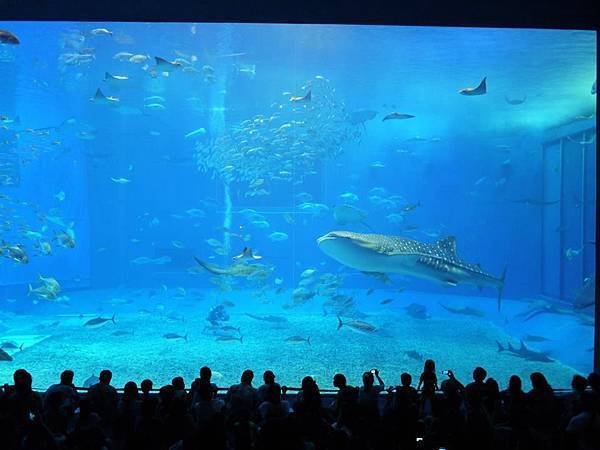 沖繩-美麗水族館.jpg