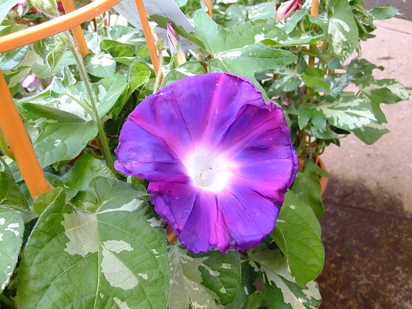 DSCF2720.JPG