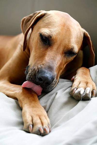 dog_licking_x1.jpg