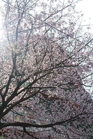 IMG_7550
