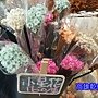 小星花乾燥花哪裡買